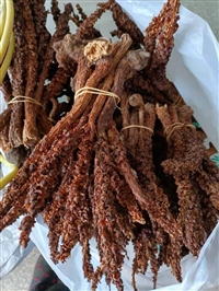 中药材光茨菇批发价格