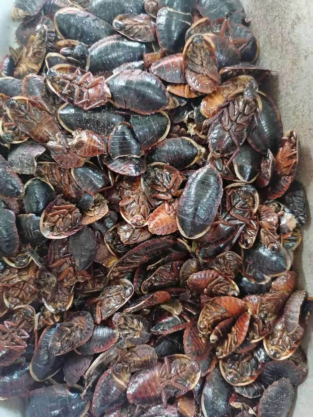 批发中药材金边土元