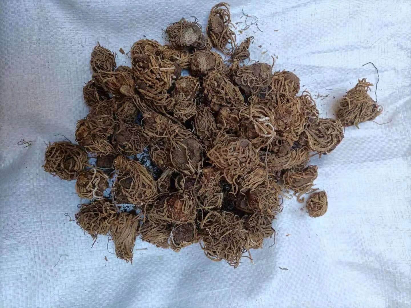 中药材批发铁脚一把伞