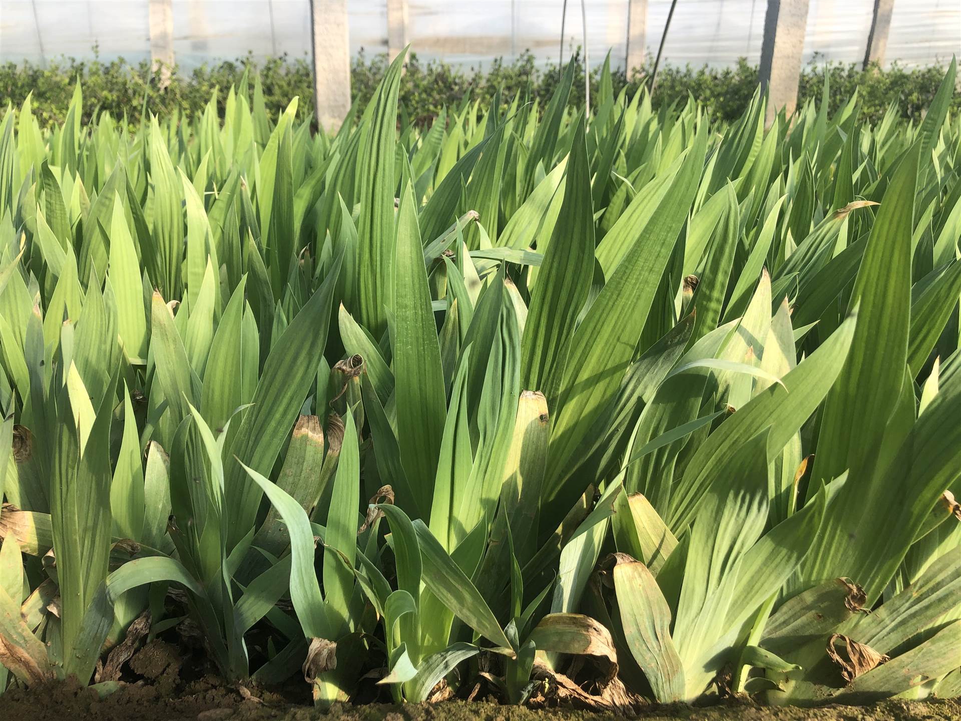鸢尾大量批发鸢尾价格鸢尾供货花草基地
