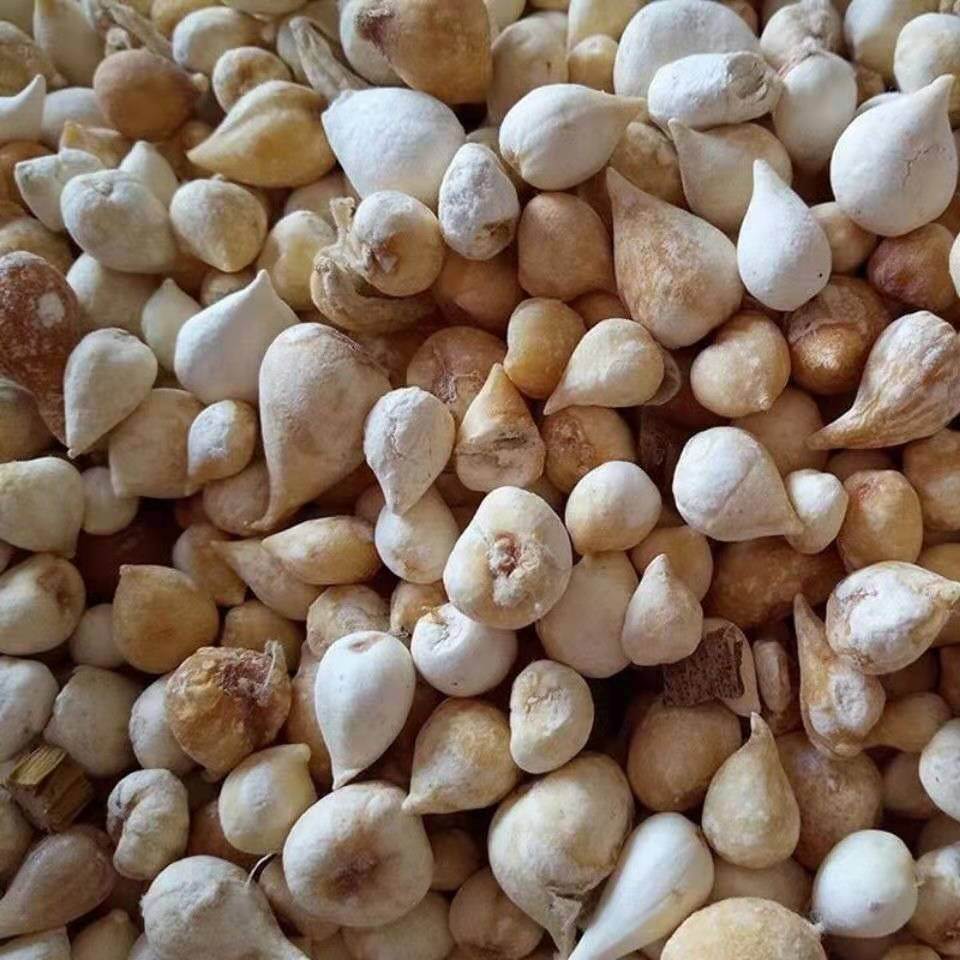 中药材批发大芦供应冷呗药材