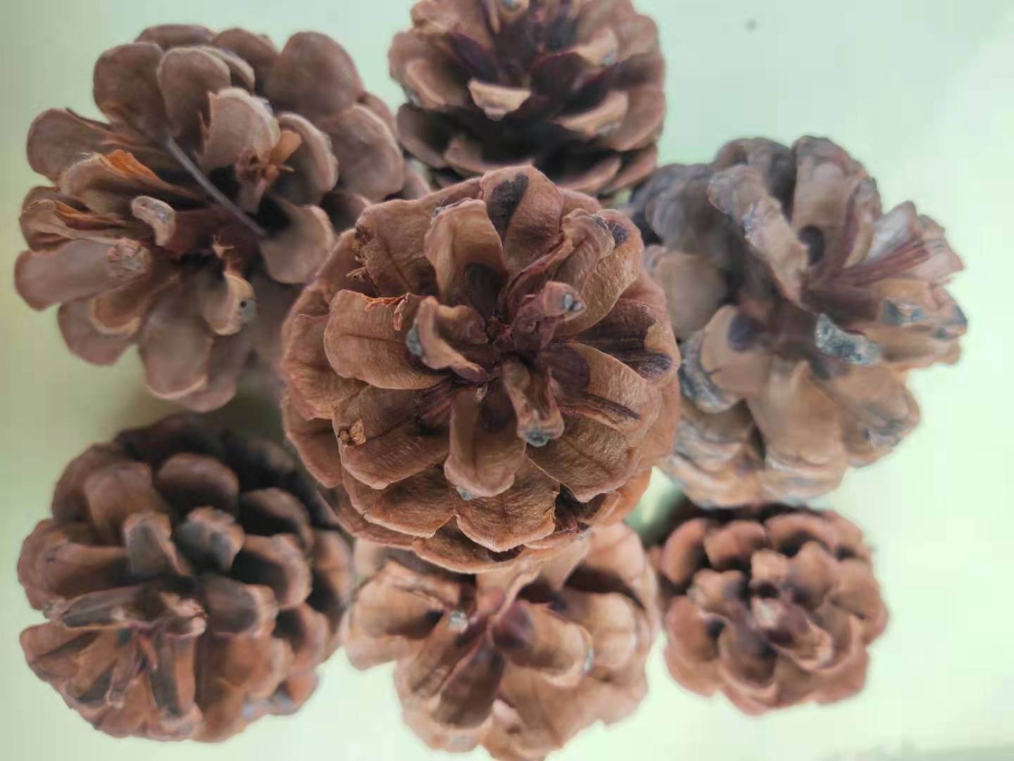 白松塔的批发价格   白松塔的功效