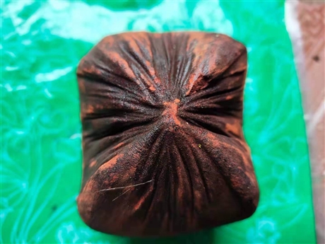 棉大戟的功效与作用