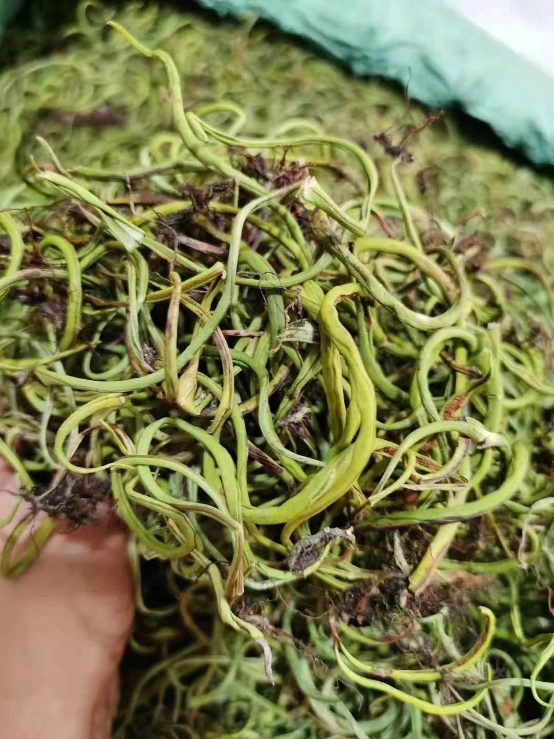 紫珠草的药效与价格