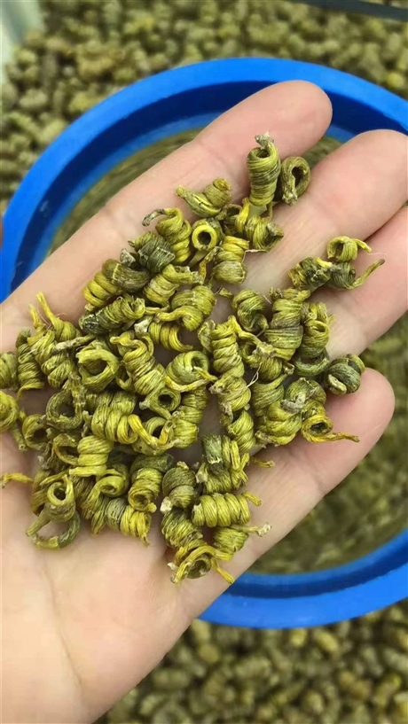 紫珠草的今日报价