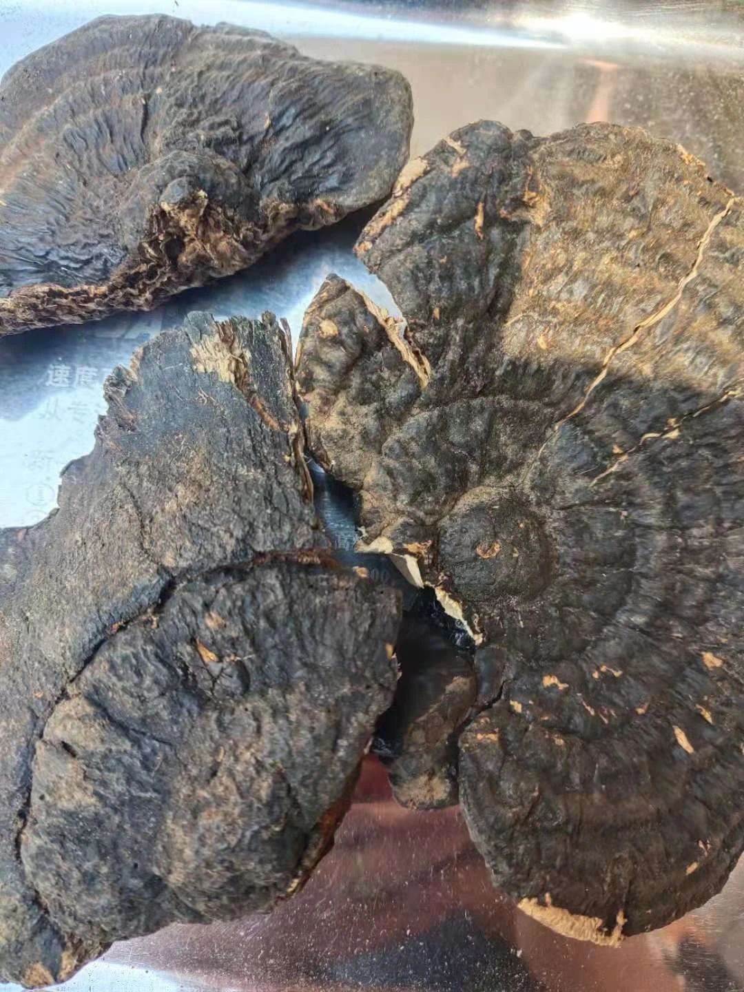 薄树灵芝的产地