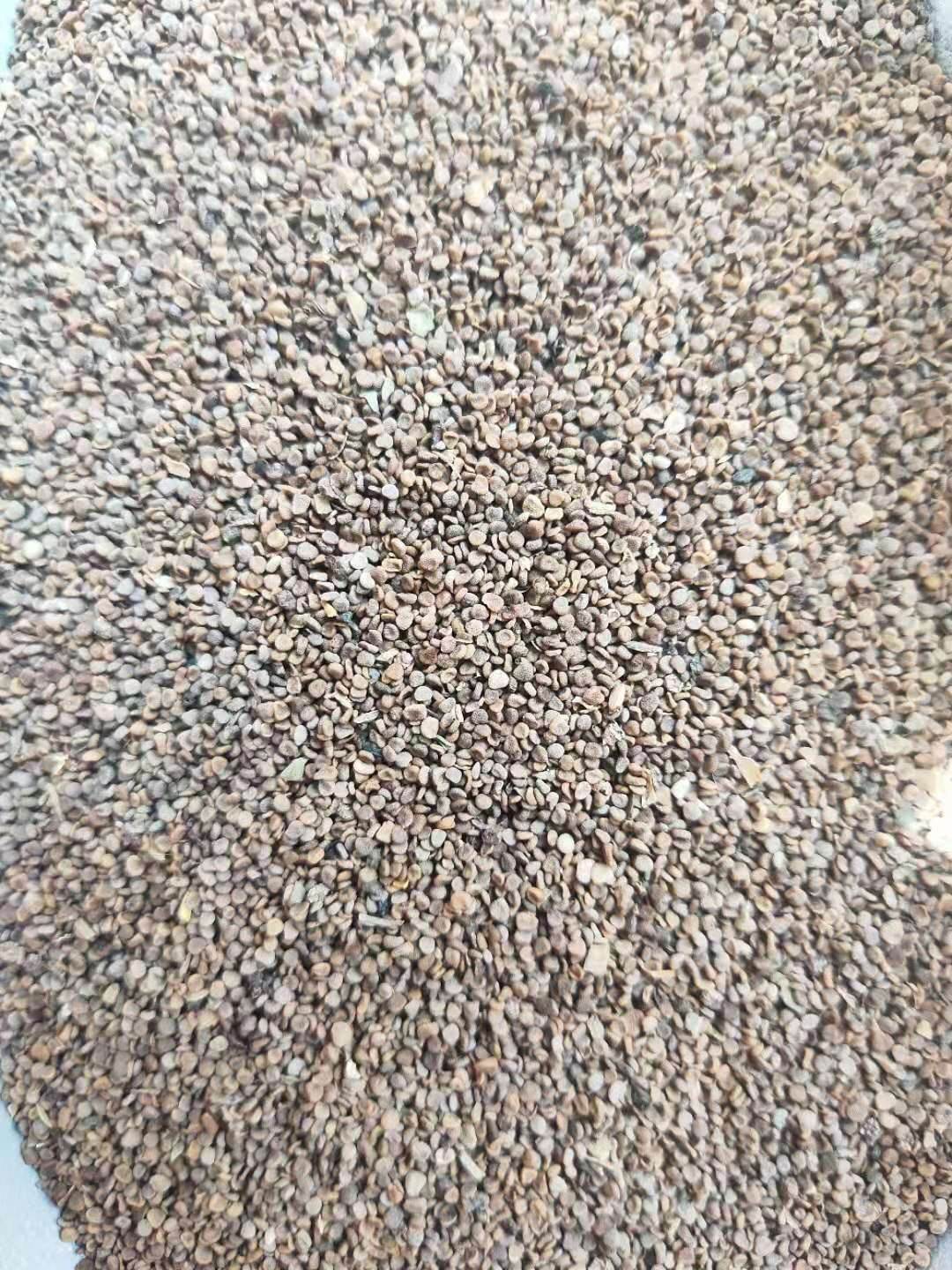 天仙子的药用价值