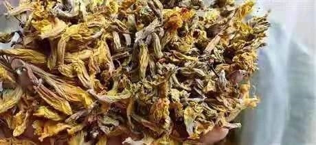 【闹羊花新货供应      批发零售闹羊花】价格,厂家,粮食作物种子