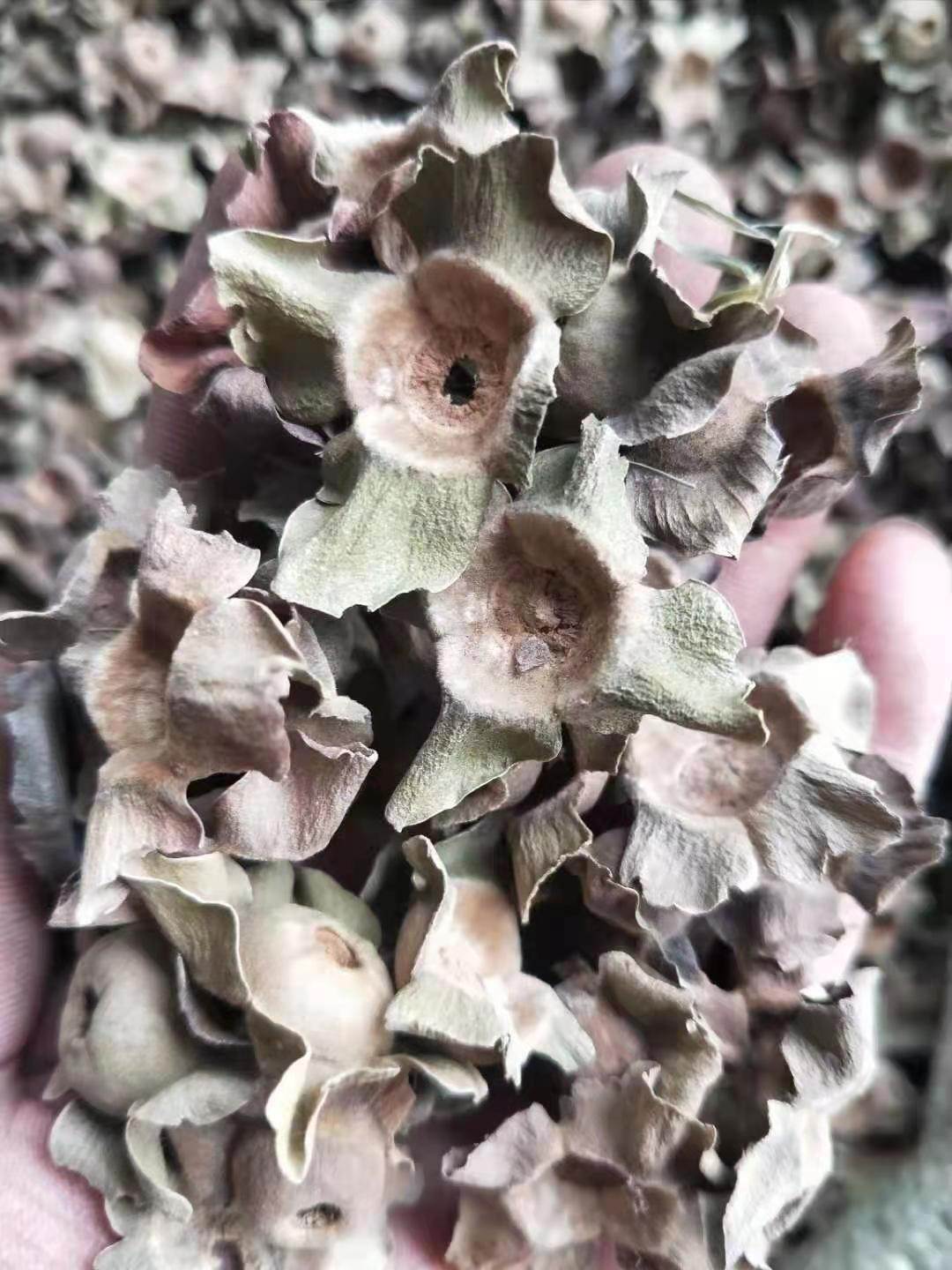 中药材批发羊角