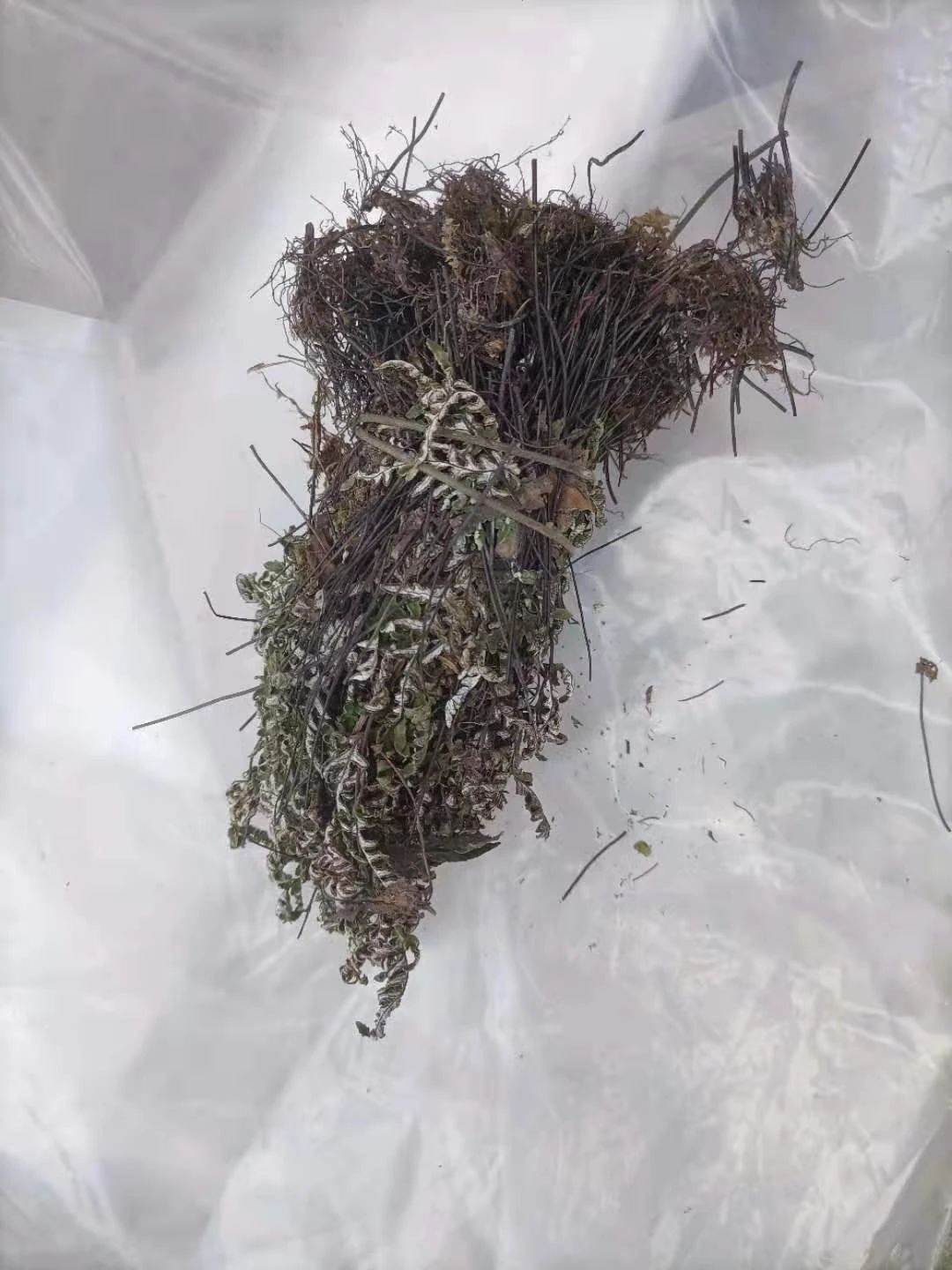 中药材小米草批发价格