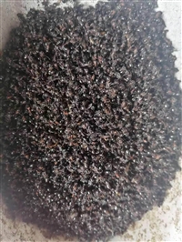 中药材黑蚂蚁批发