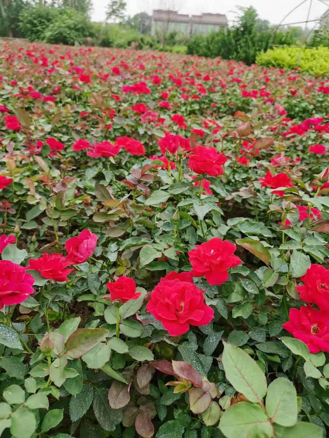 雨翔苗木红帽月季3040至50公分货源充足分支多耐修剪