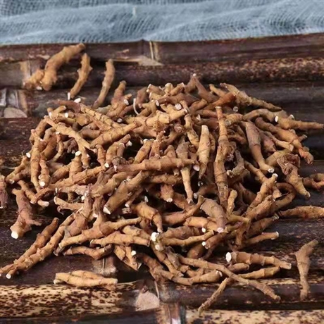 【节菖蒲批发价格    供应中药材节菖蒲】价格,厂家,粮食作物种子