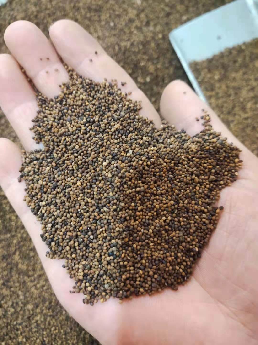 菟丝子的批发价格