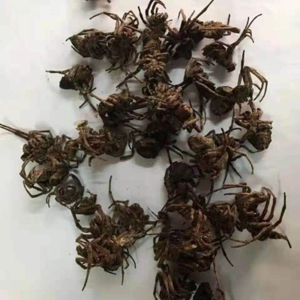 中药材批发蜘蛛 蜘蛛的功效
