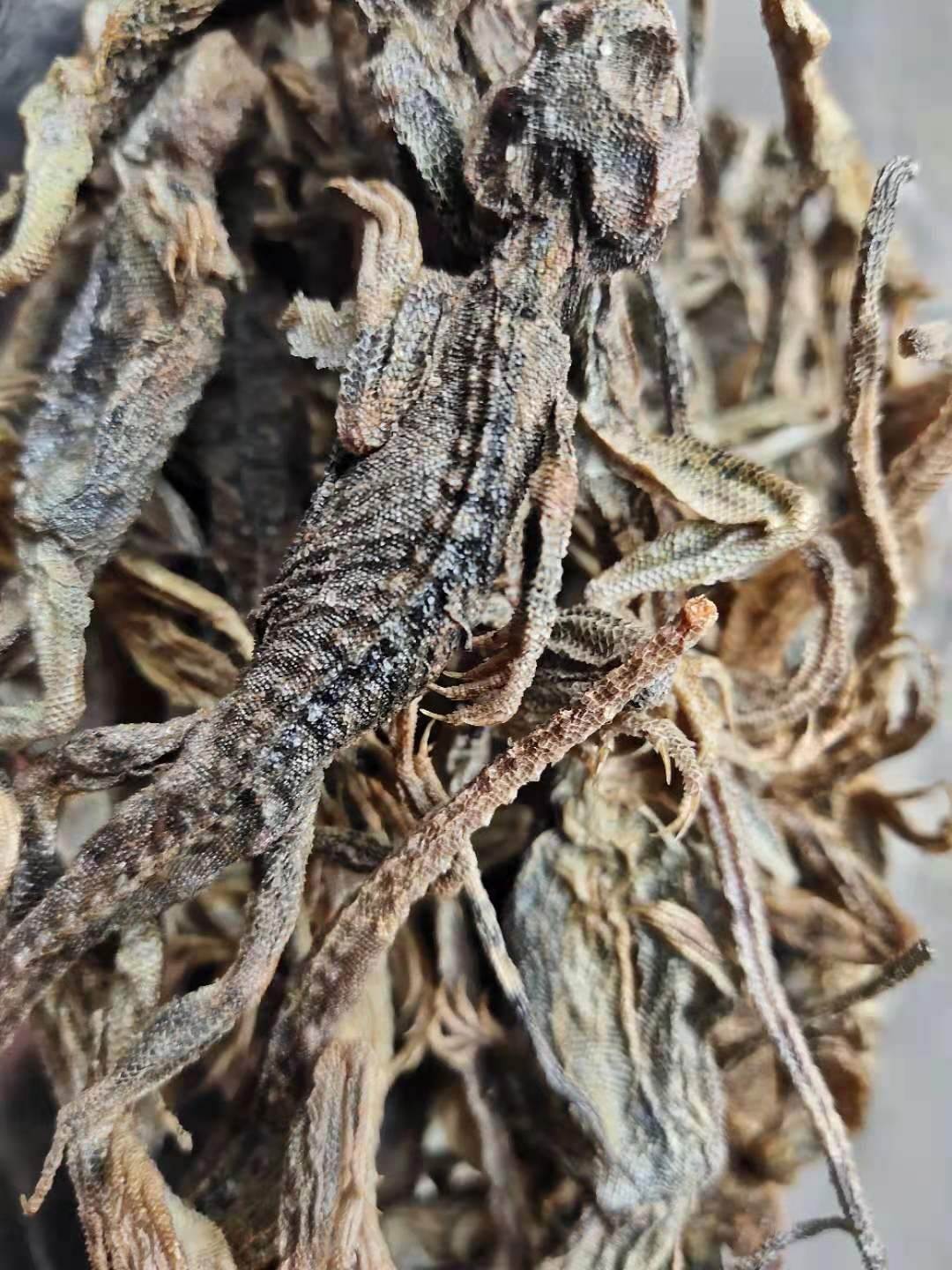 中药材批发蜥蜴