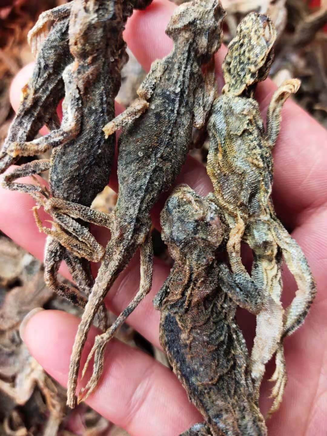 供应中药材蜥蜴