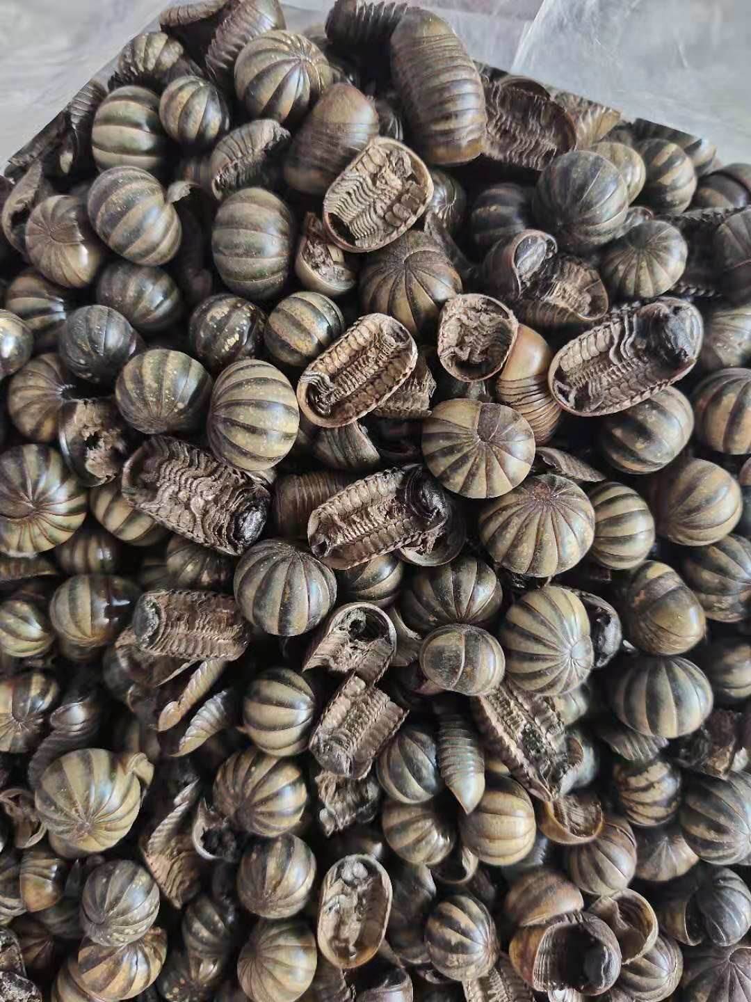 滚山虫的功效与作用