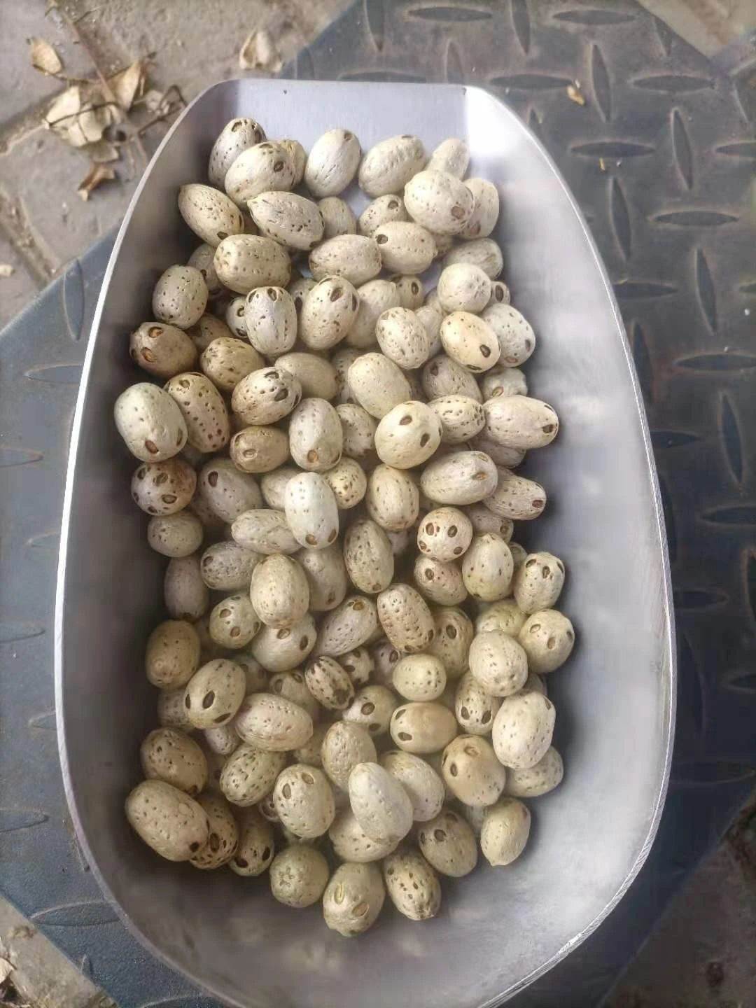 中药材批发五眼果