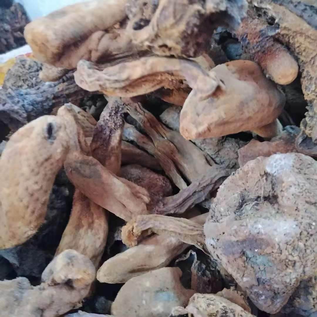 冷背药材批发续阳草