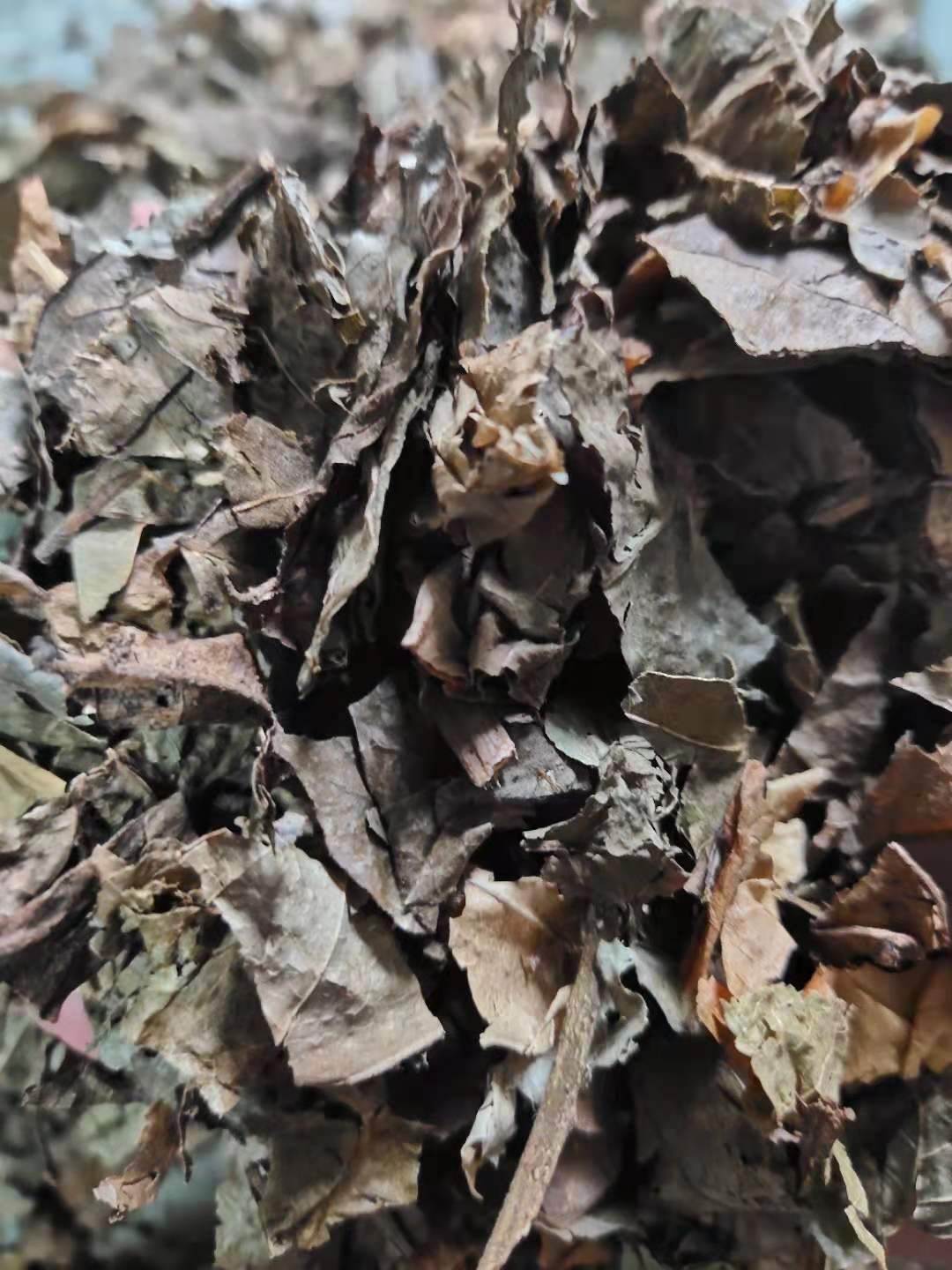 中药材野漆树叶拼音ye qi shu ye,野漆树叶为漆树科植物野漆树的叶,在