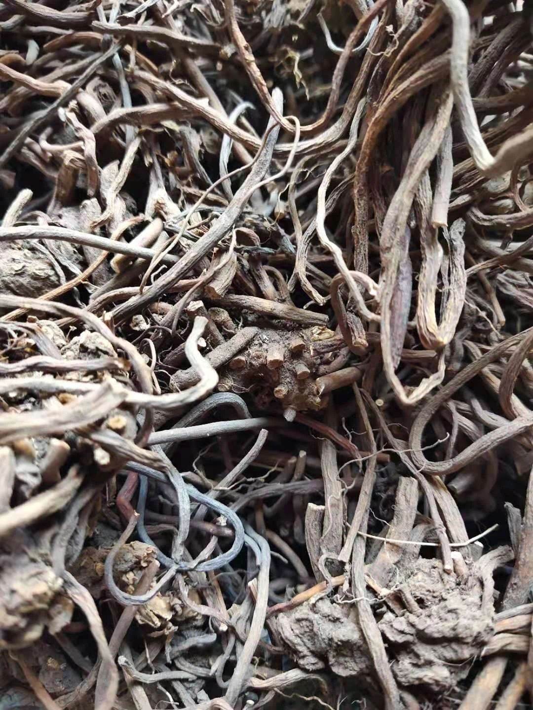 名】táo ér qī   【别名】奥莫色,鸡素苔,铜筷子,小叶莲,鬼打死