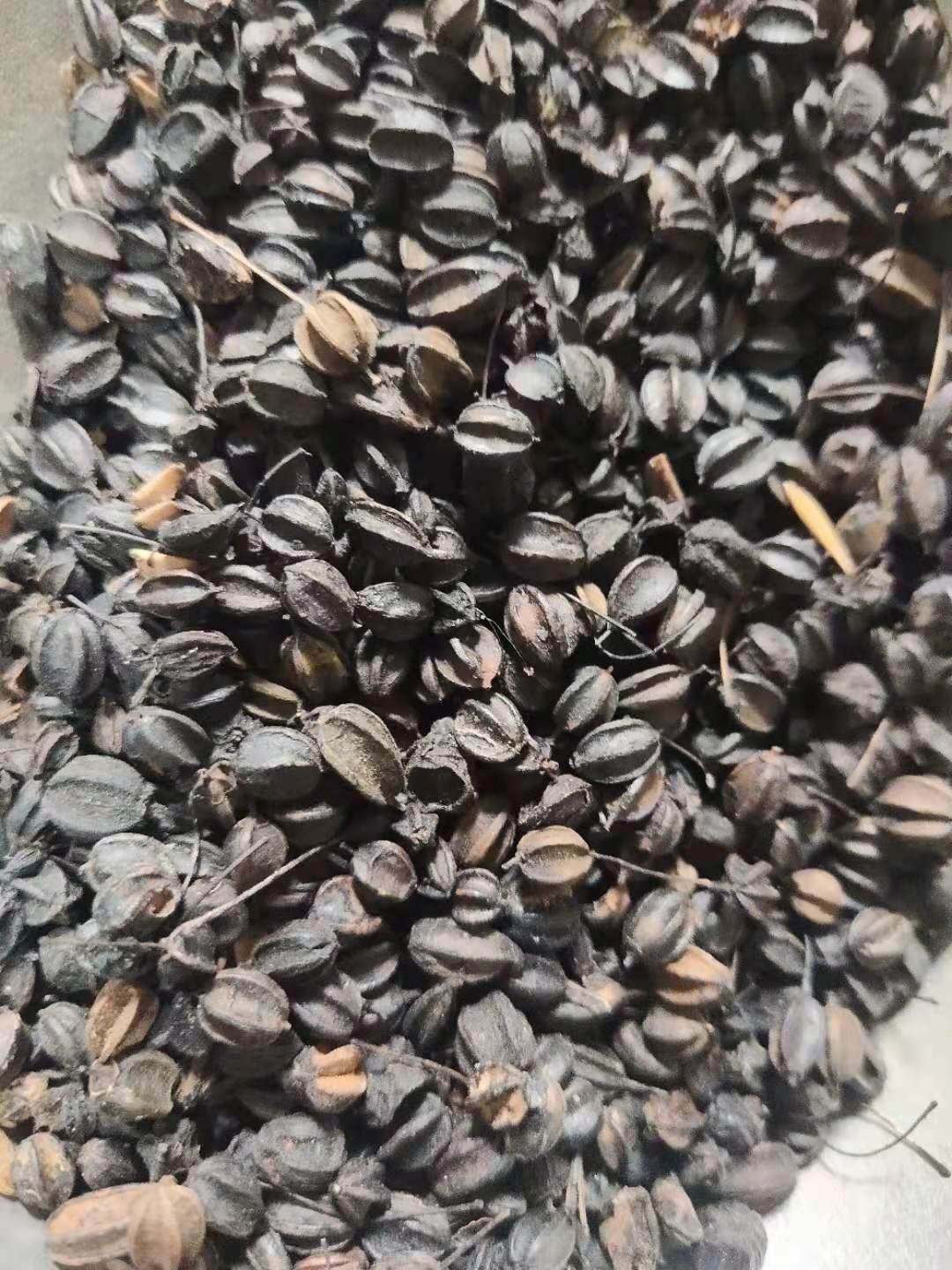 刺五加籽的功效