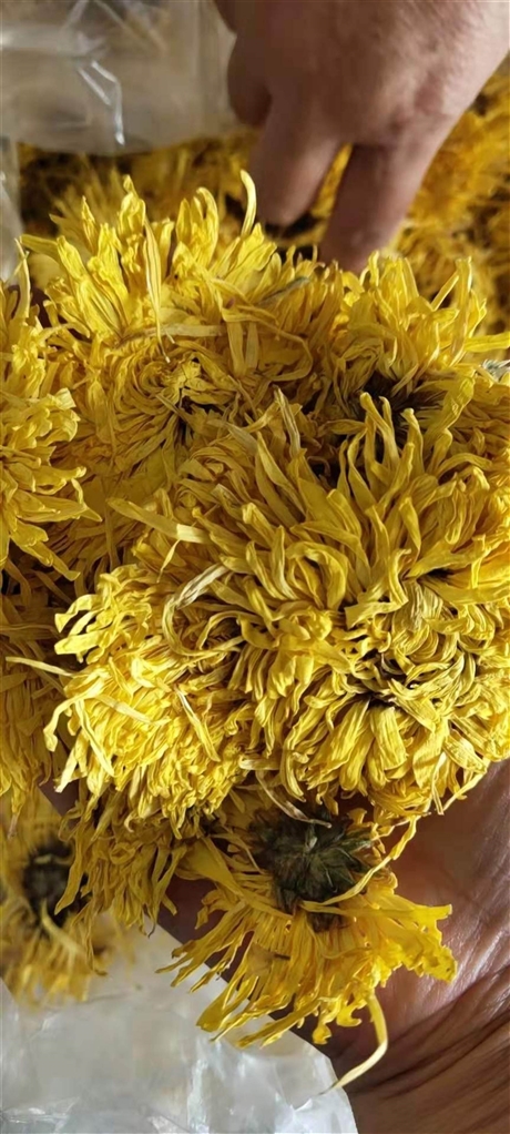 金丝皇菊新货供应