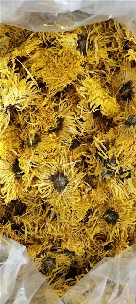 金丝皇菊批发价格