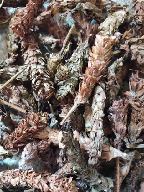 夏枯球的批发价格
