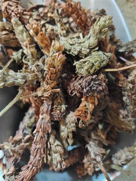 夏枯球大货供应   夏枯球的功效