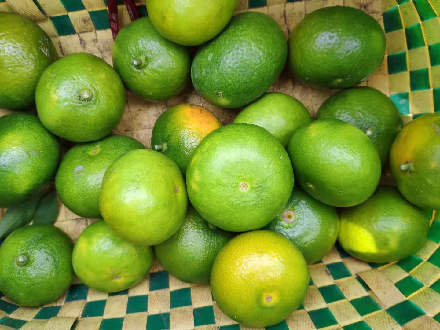 广西武鸣早熟柑