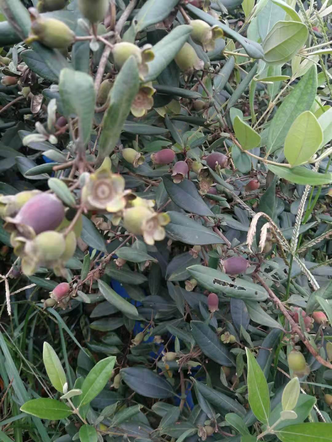 广西野果桃金娘