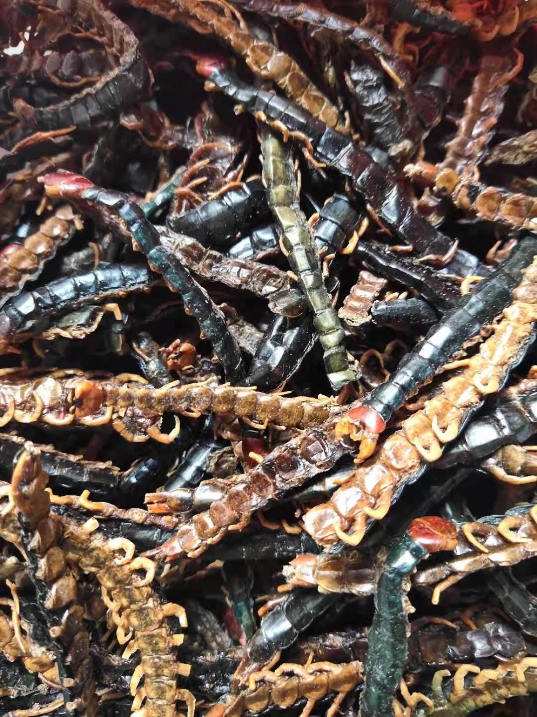 中药虫草的药用价值