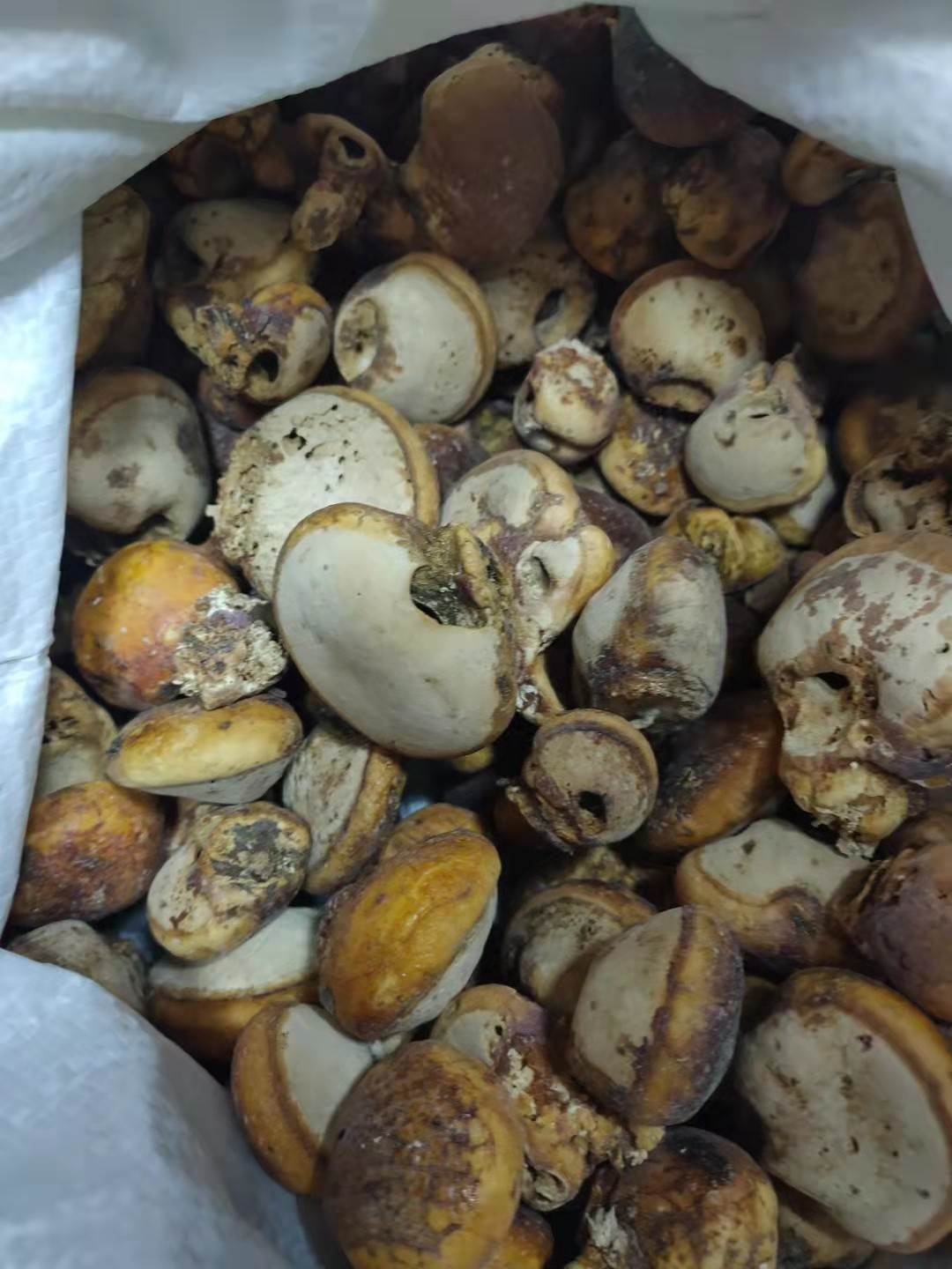 须元果性凉,新鲜的树荷包干嚼时初时略苦,稍后有