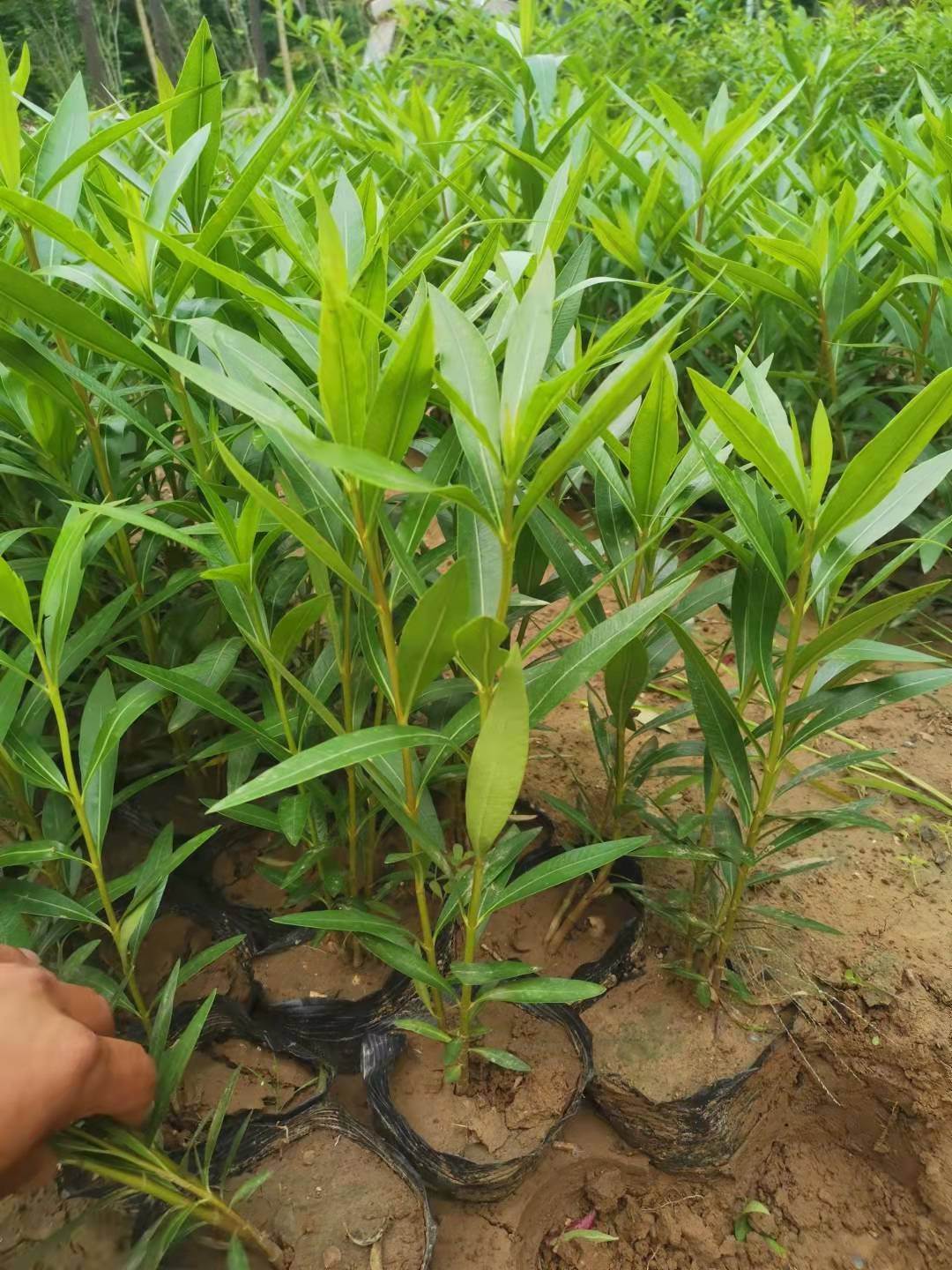 夹竹桃 杯苗夹竹桃