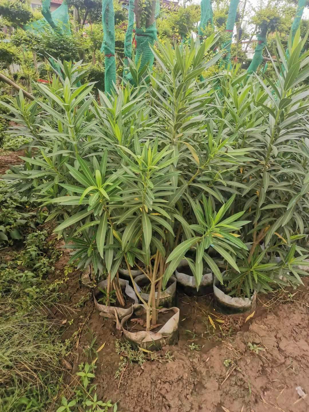 夹竹桃 杯苗夹竹桃