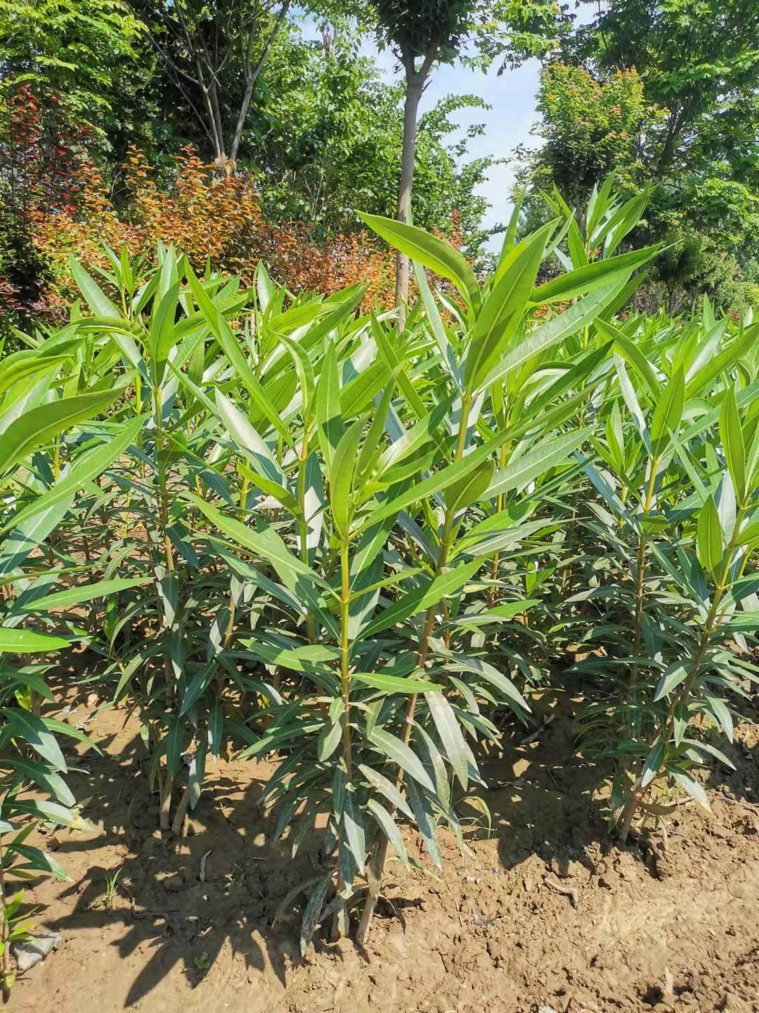 河南夹竹桃夹竹桃杯苗