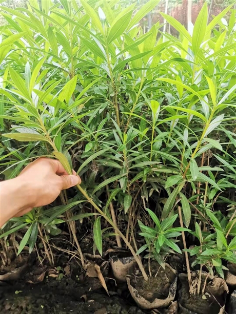 河南夹竹桃夹竹桃杯苗