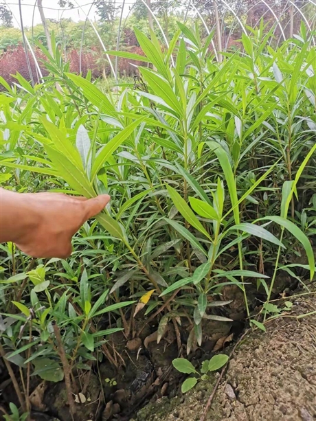 河南夹竹桃夹竹桃杯苗