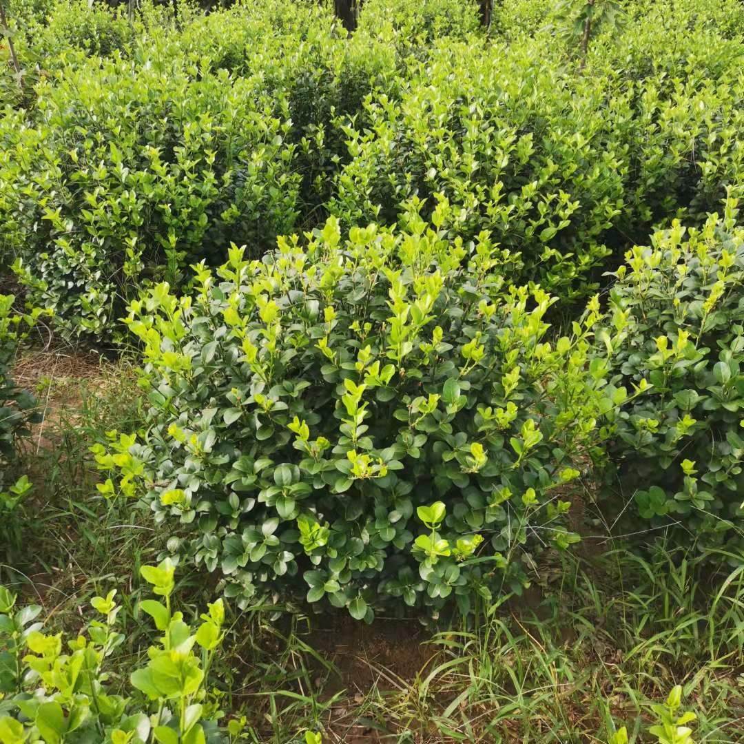 卫矛球西藏卫矛球卫矛球基地