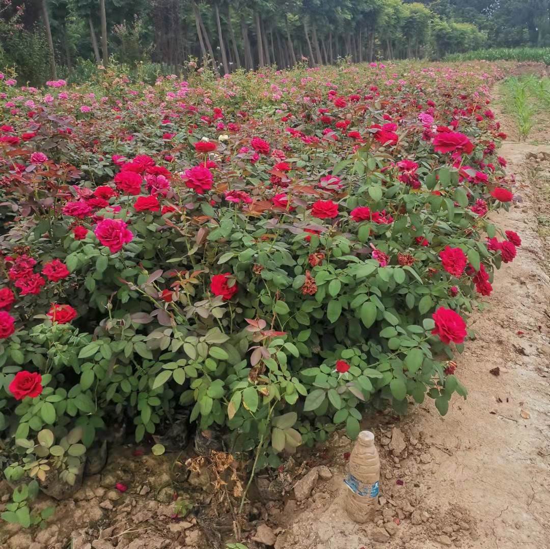 大花月季月季杯苗丰花月季