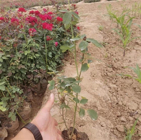 大花月季月季杯苗丰花月季