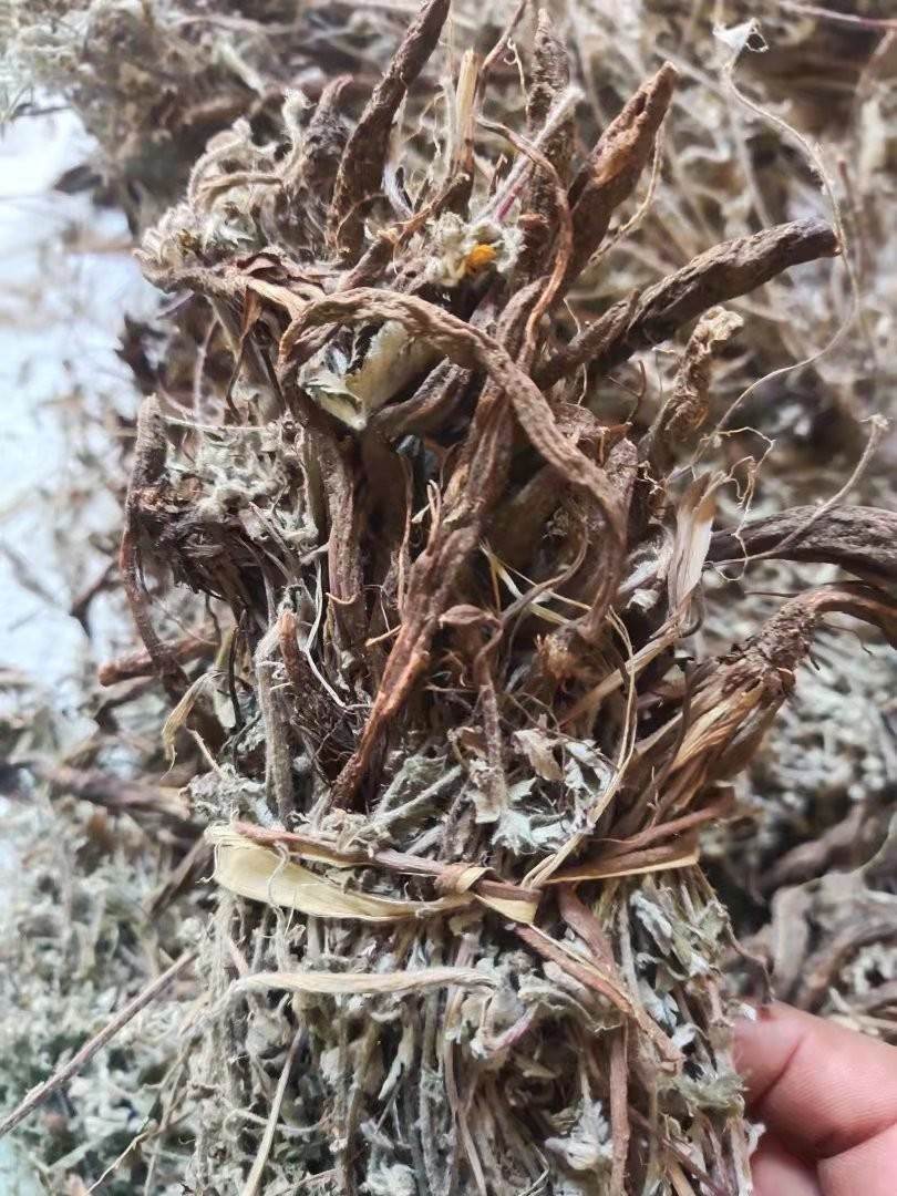 中药材批发委陵菜