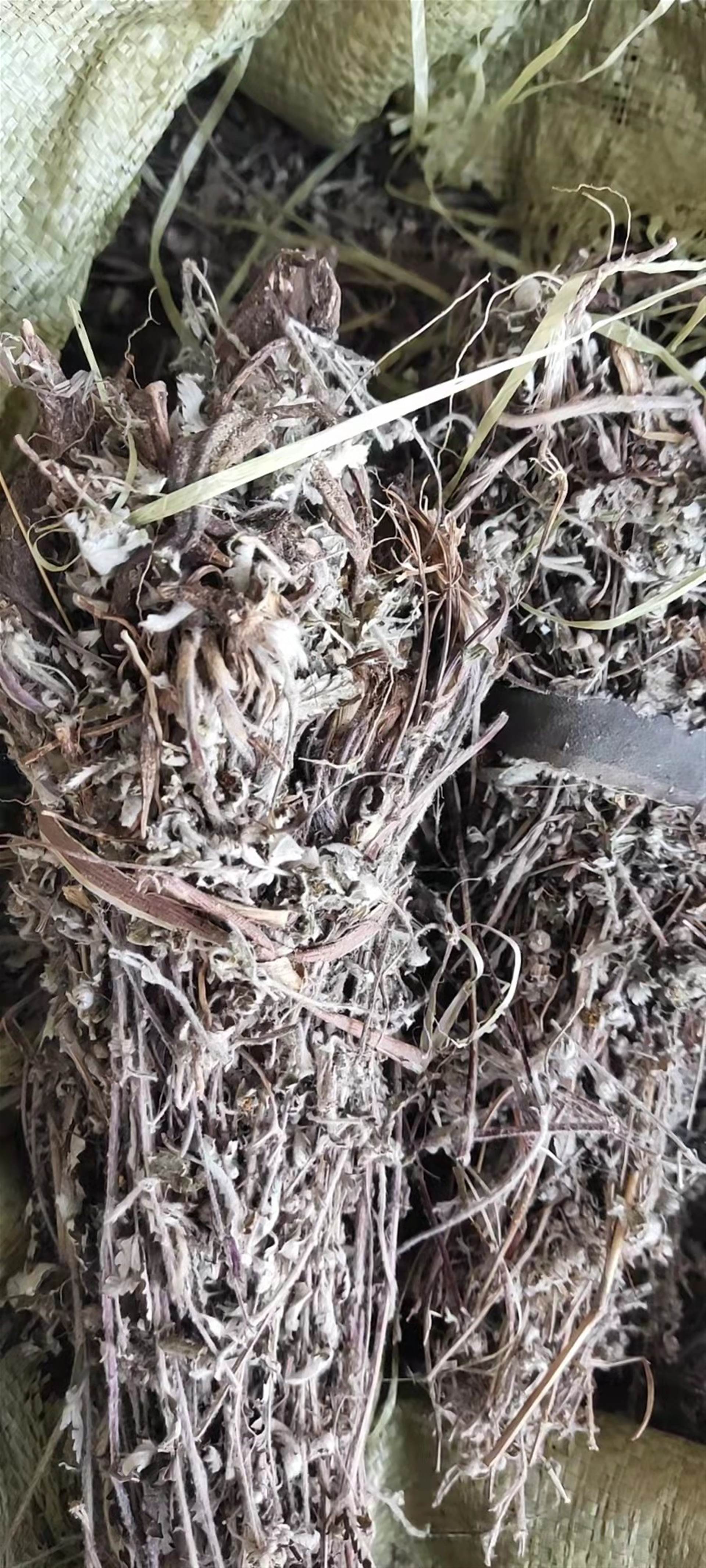 委陵菜的功效与作用