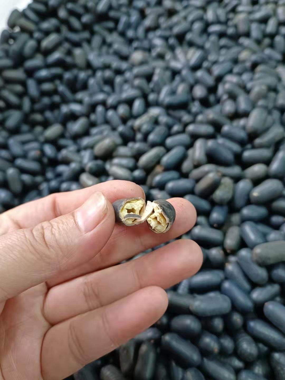 供应苦石莲质量可靠