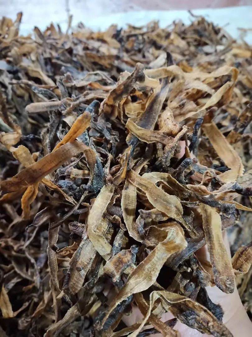 地龙新货批发地龙的作用