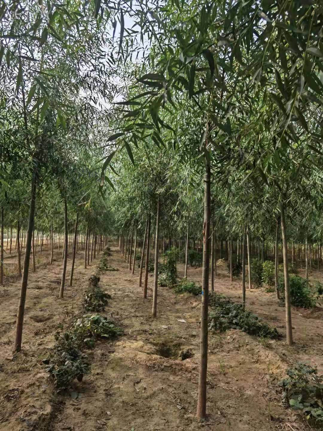 旱柳苗如月苗木花卉精品1234公分速生柳苗旱柳苗