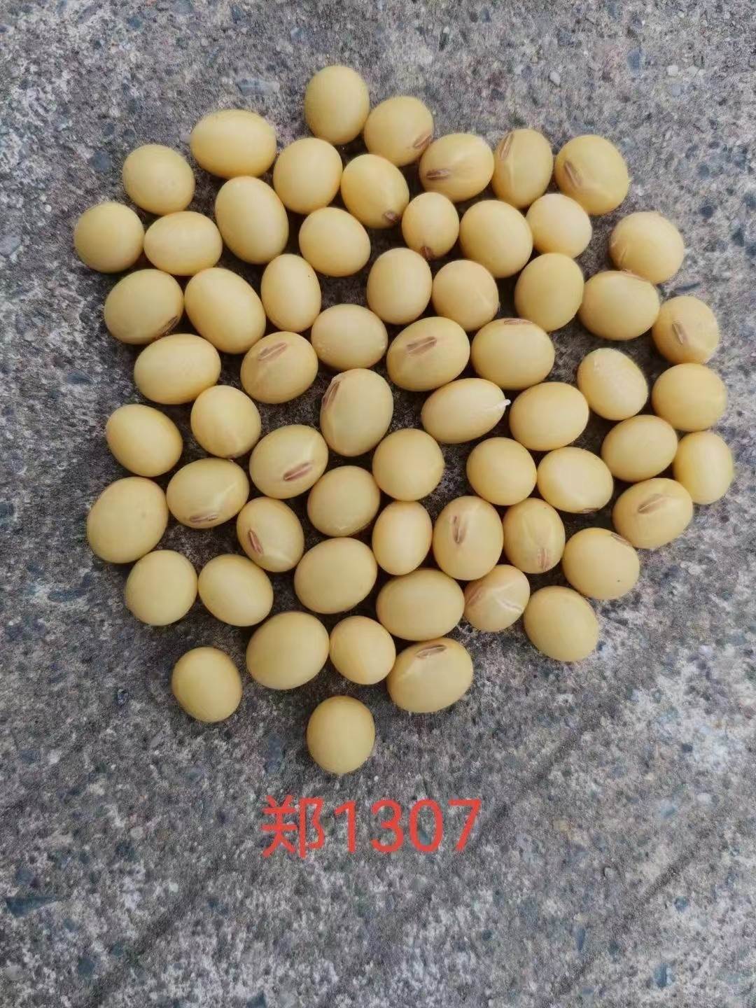 出售郑1307大豆种子高产量宜机收数量有限