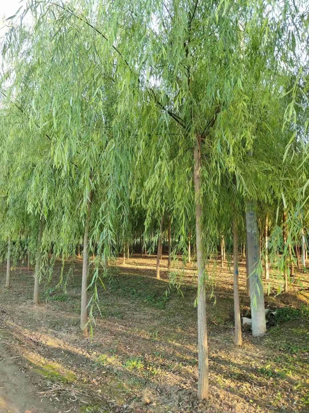 垂柳如月苗木花卉基地绿化类8公分大枝条质优垂柳
